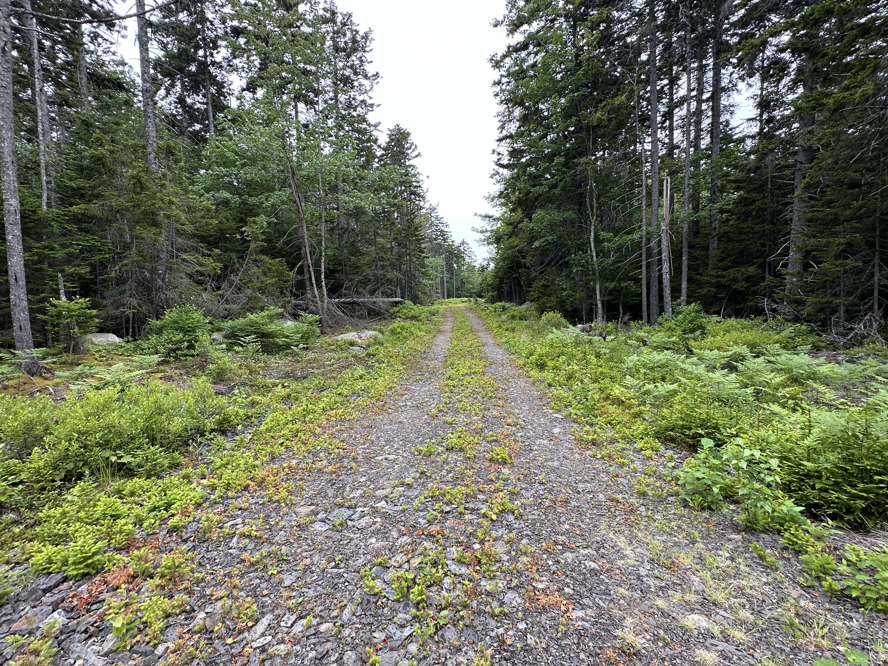 Lot 5 Waymouth Road Tenants Harbor, ME 04860 - Photo 36 of 56 Late June 2025