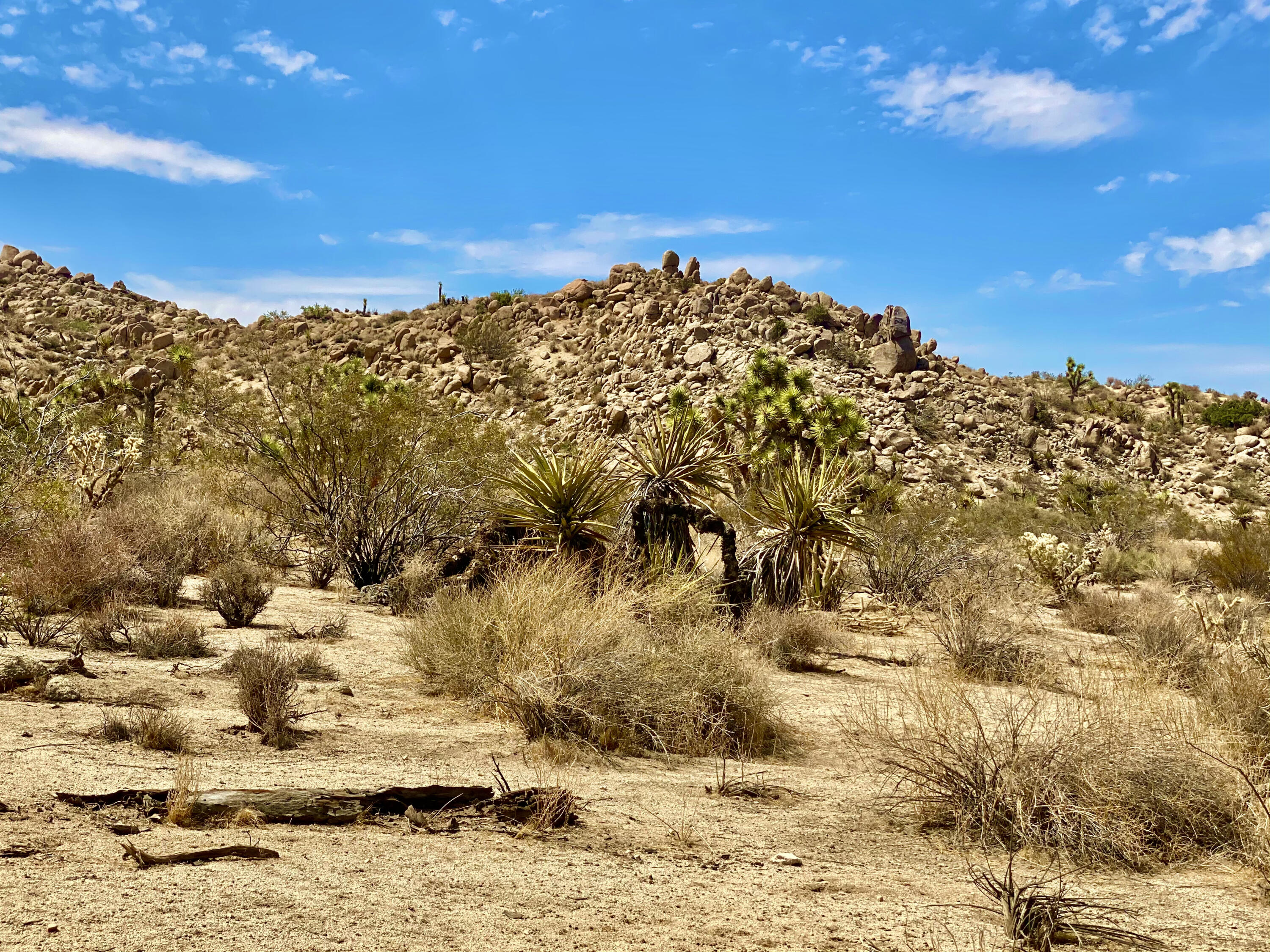 104 Bandera Road Yucca Valley, CA 92284 - Photo 38 of 48 IMG_3539