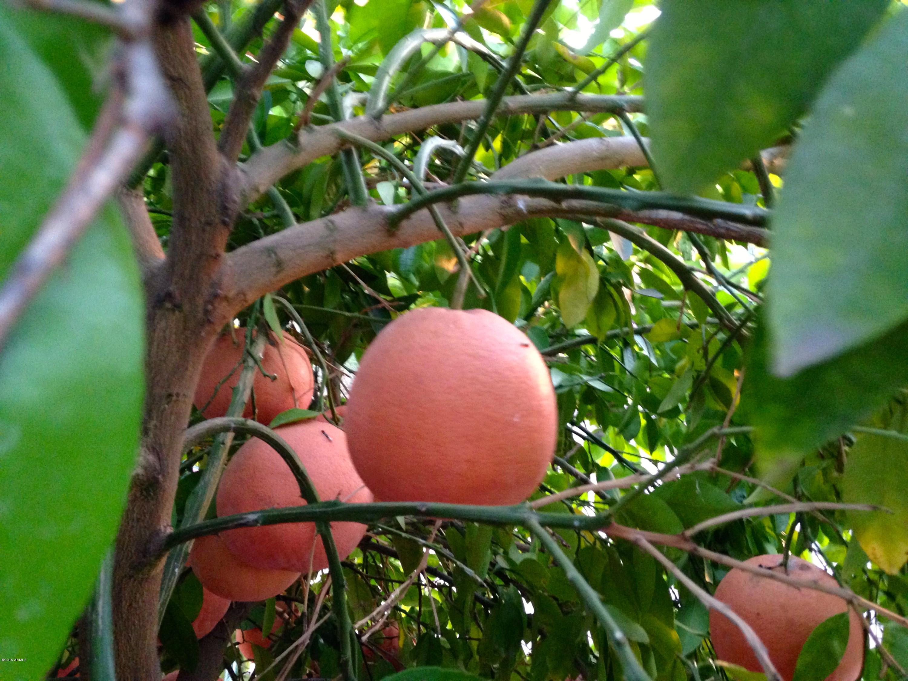 1112 West Carson Road Phoenix, AZ 85041 - Photo 18 of 40 Citrus Trees in Back