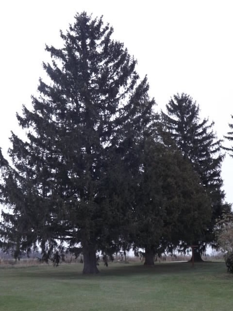 589 2 Mile Road Blanchard, MI 49310 - Photo 74 of 76 1840654-73.JPG