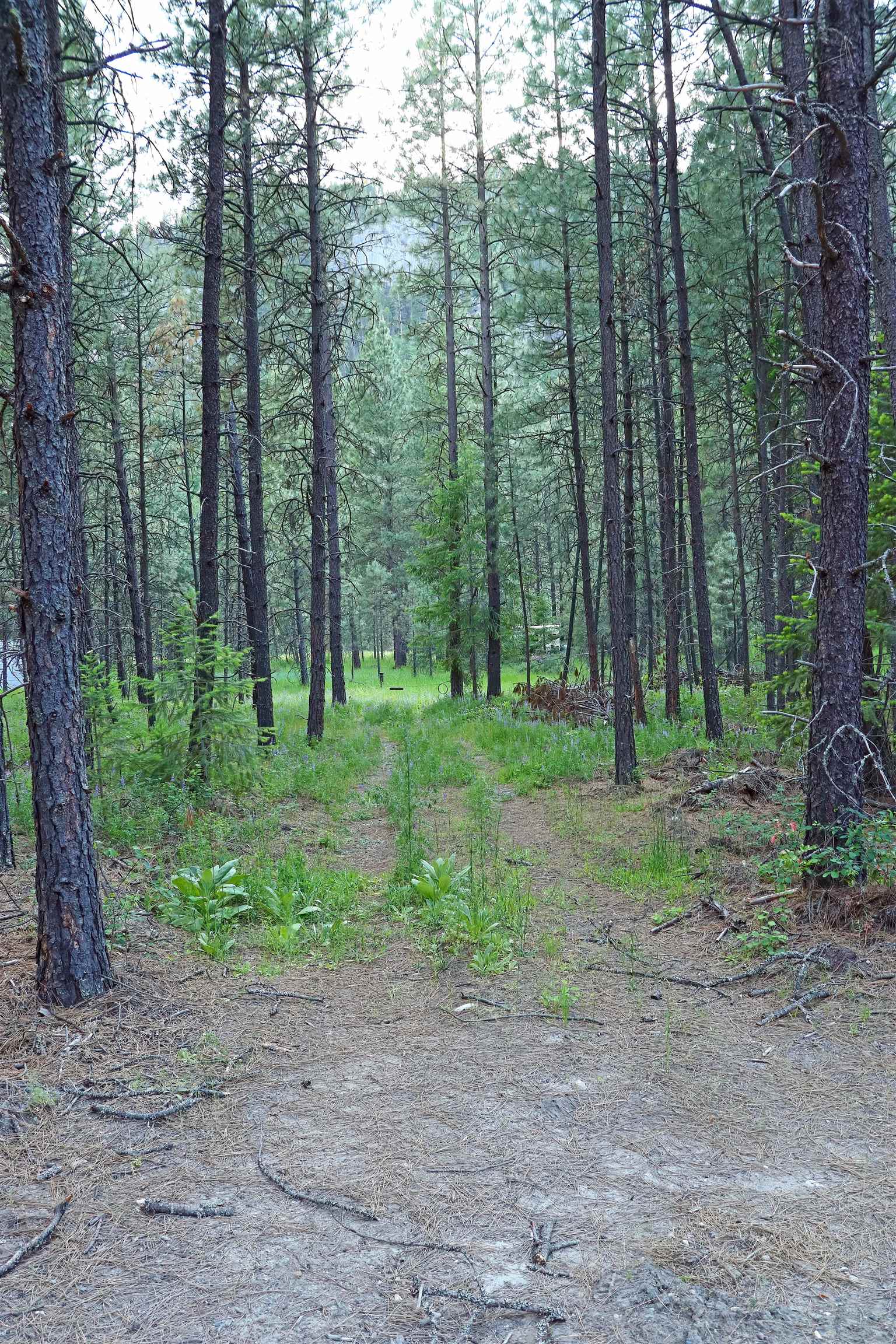 3733C Sand Creek Road Kettle Falls, WA 99141 - Photo 3 of 12