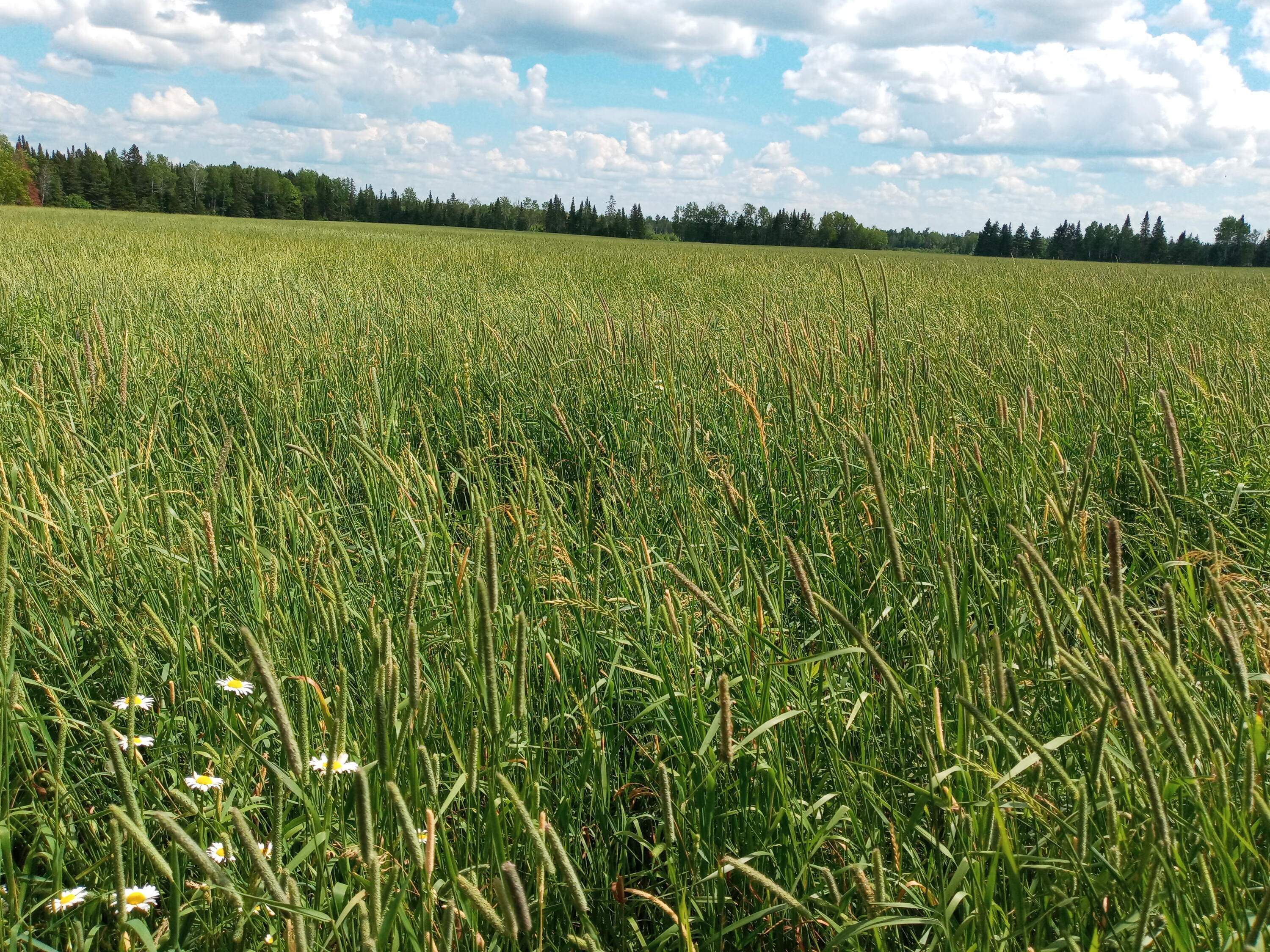 99 Leach Road Ashland, ME 04732 - Photo 34 of 63 fields