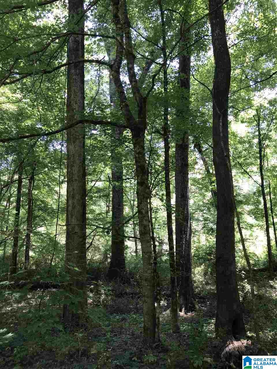 0 Highway 59 Vincent, AL 35178 - Photo 6 of 10
