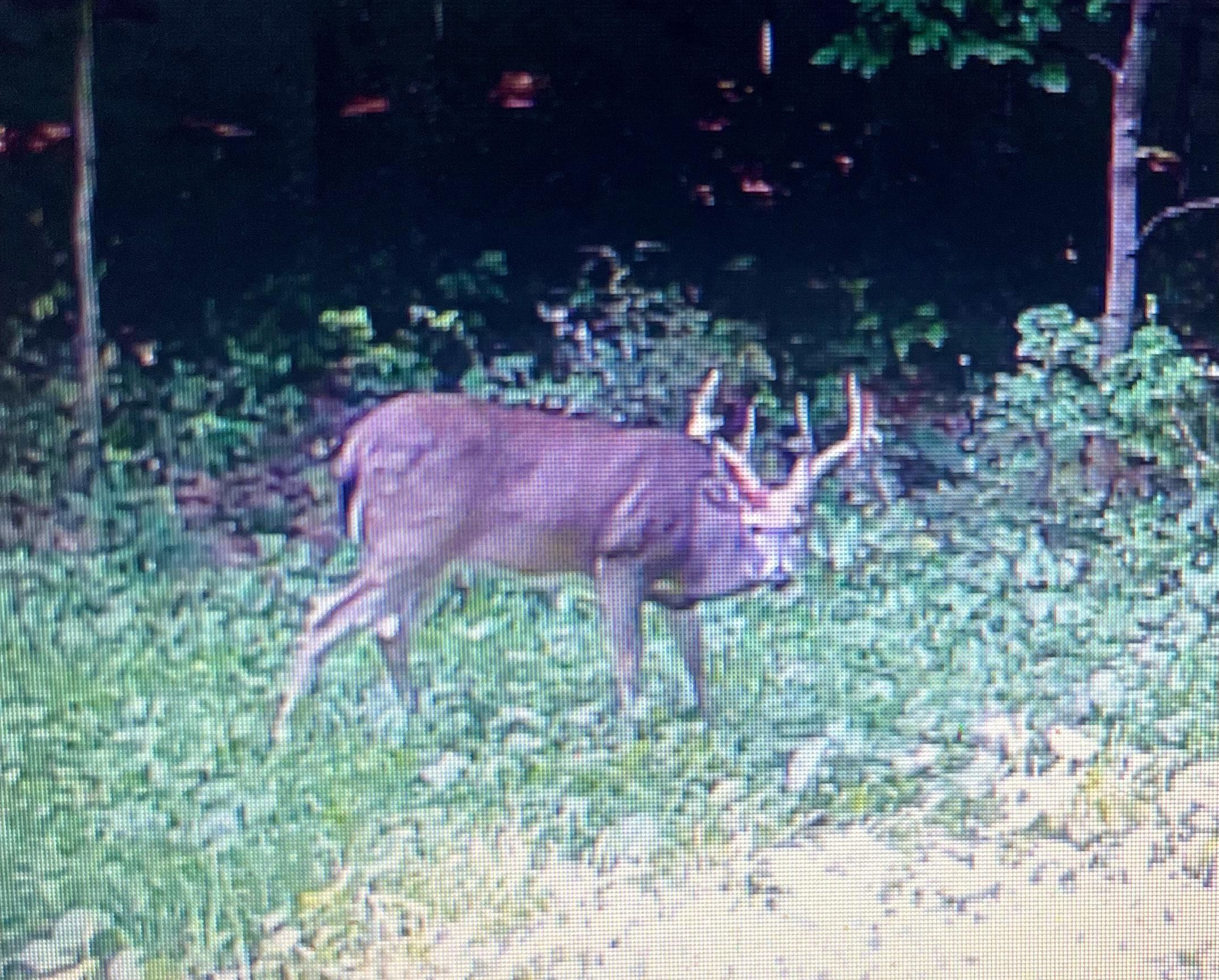 0 South Schomberg Road Cedar, MI 49621 - Photo 65 of 70