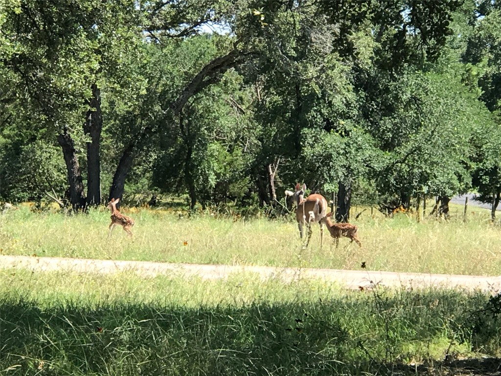 280 Sunset Terrace Cedar Park, TX 78613 - Photo 34 of 38