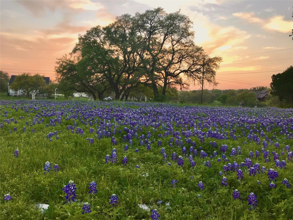 280 Sunset Terrace Cedar Park, TX 78613 - Photo 35 of 38 a small yard with lots of flowers and trees