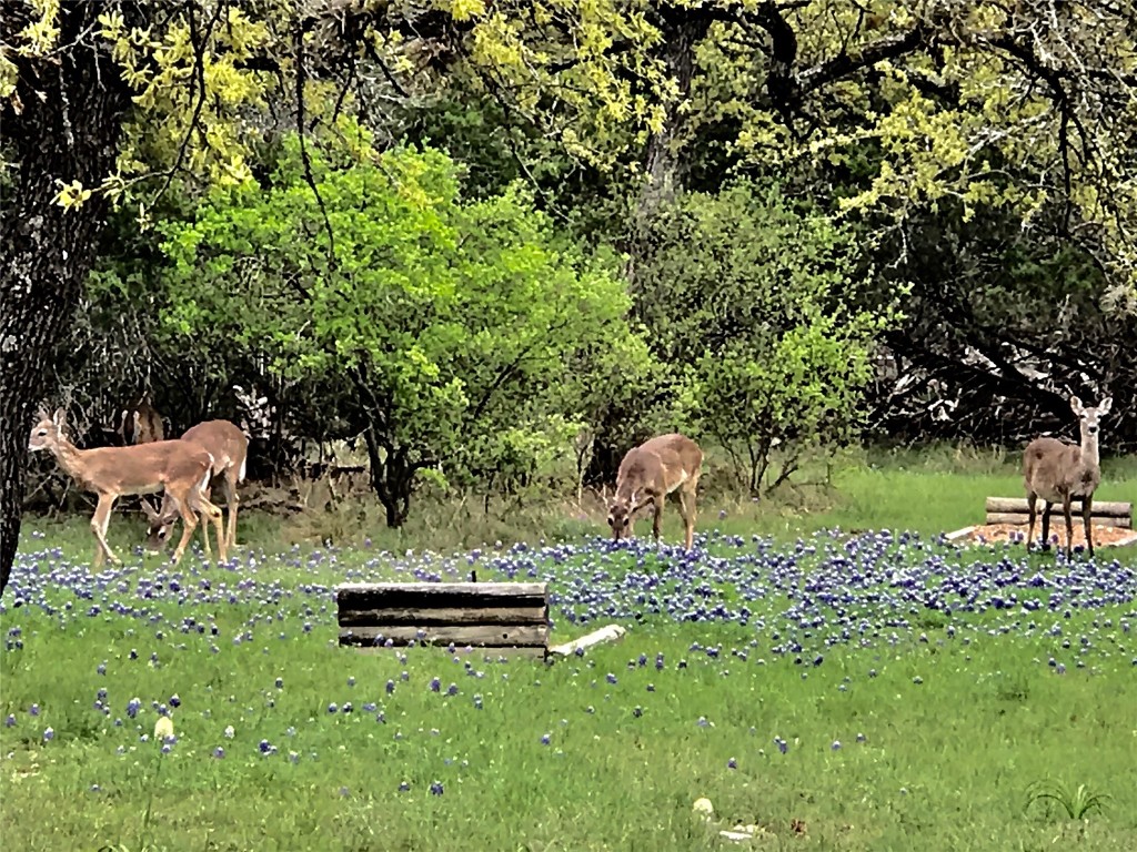 280 Sunset Terrace Cedar Park, TX 78613 - Photo 36 of 38 a view of a swimming pool with a bench and a lake view