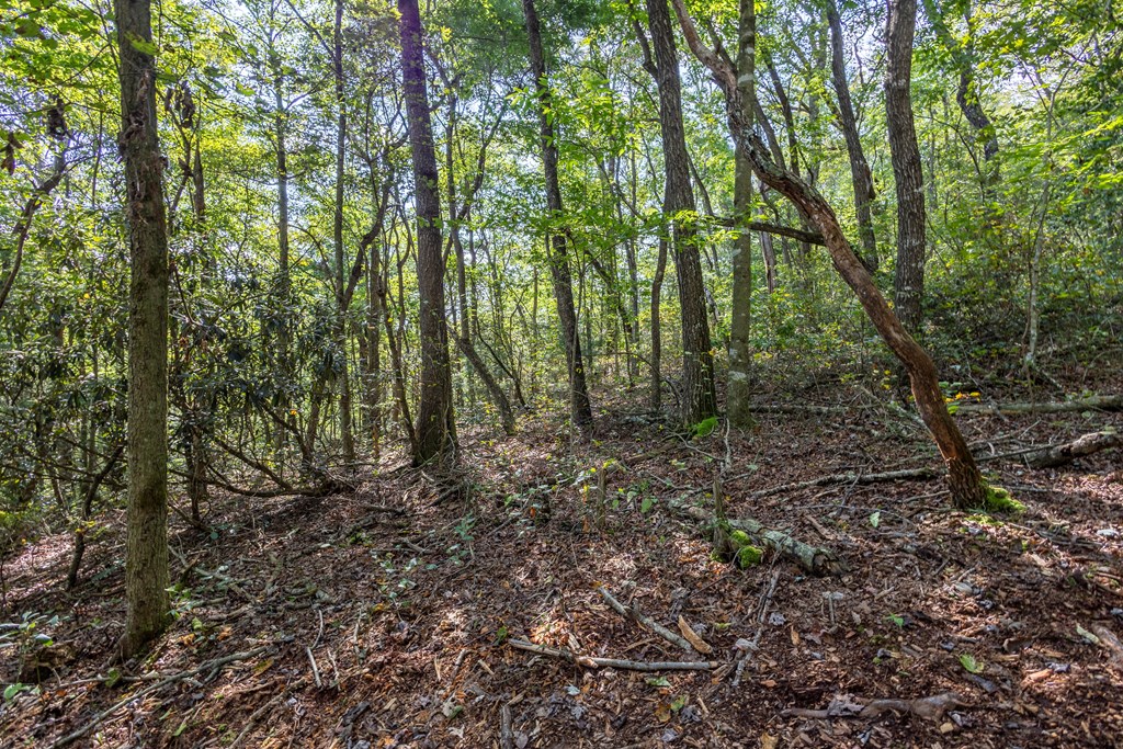 23.59-ac Chestnut Flts Road Andrews, NC 28901 - Photo 11 of 44 a view of a forest with lots of trees