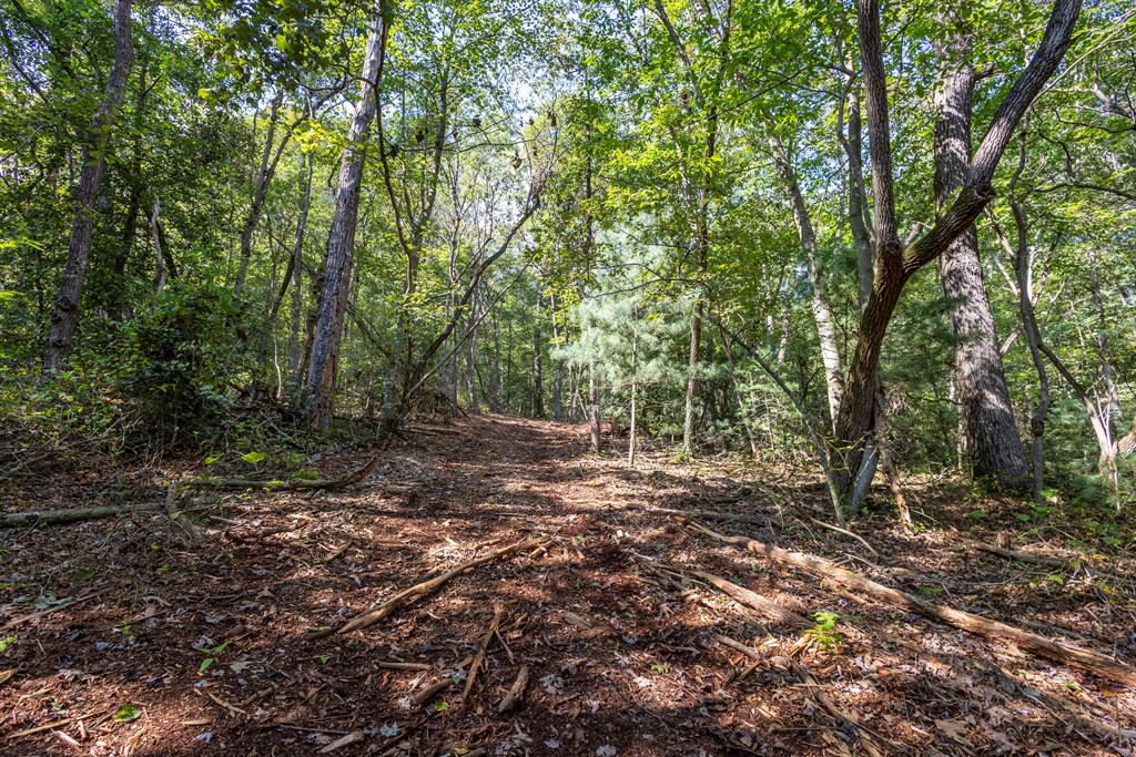 23.59-ac Chestnut Flts Road Andrews, NC 28901 - Photo 12 of 44 a view of a forest with trees in the background