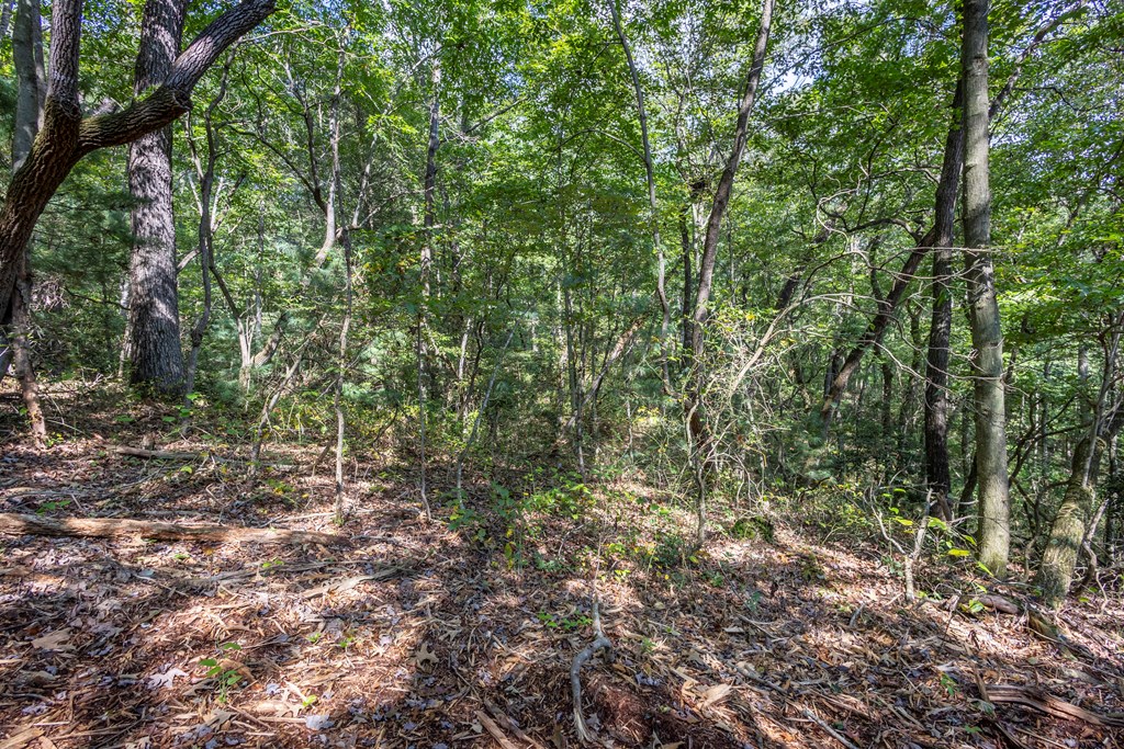 23.59-ac Chestnut Flts Road Andrews, NC 28901 - Photo 13 of 44 a view of a forest with trees in the background