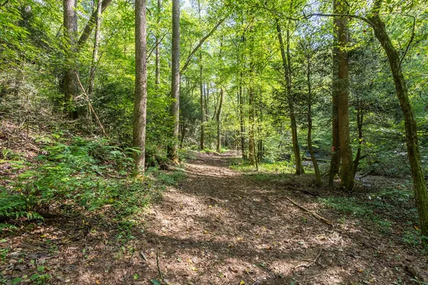 a view of a forest with trees