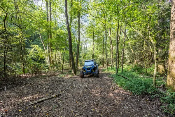 a view of a two chair in the middle of a forest