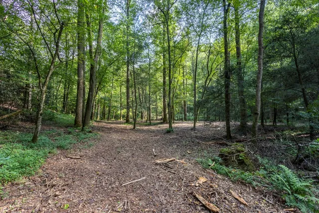 a view of a forest with trees in the background