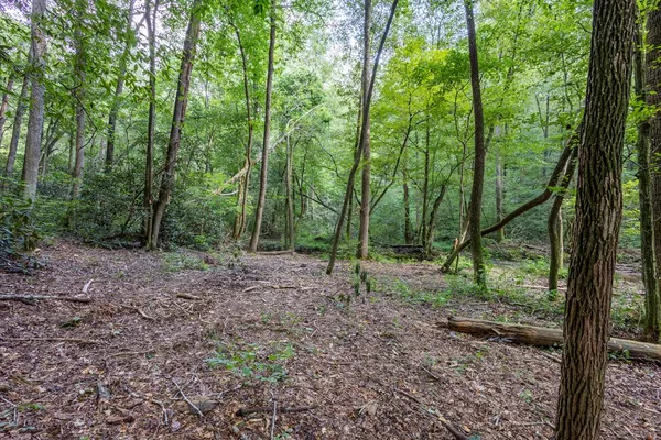 a view of a forest that has large trees