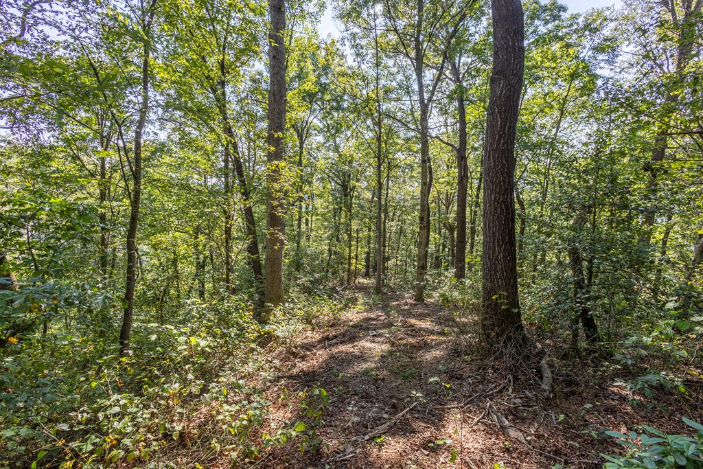 23.59-ac Chestnut Flts Road Andrews, NC 28901 - Photo 2 of 44 a view of forest