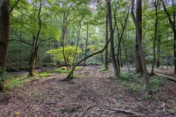 a view of trees and a small park