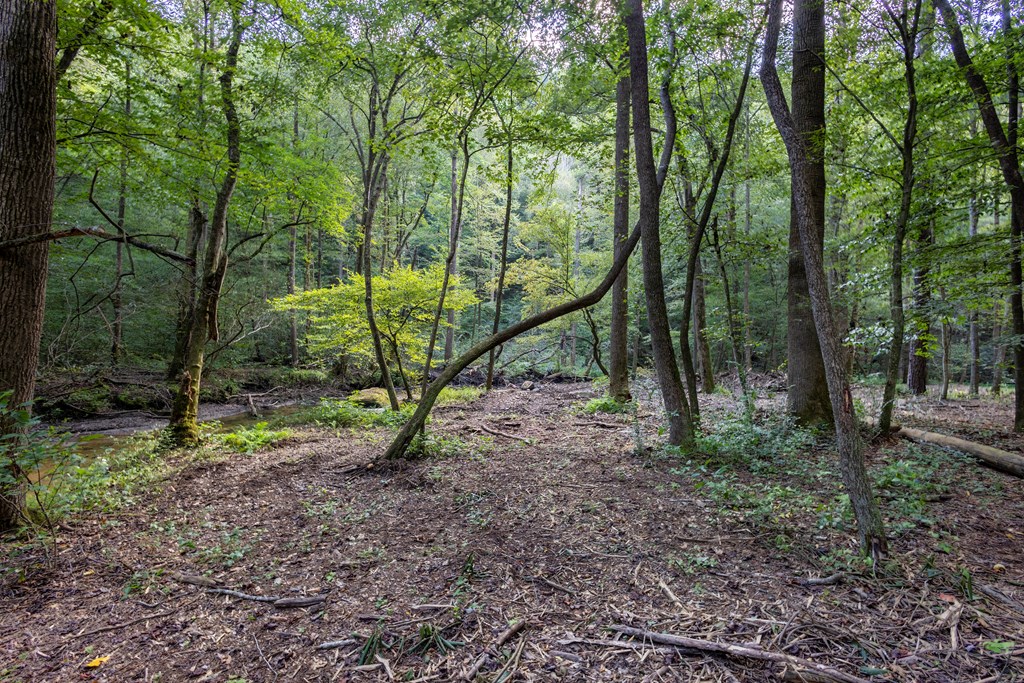 23.59-ac Chestnut Flts Road Andrews, NC 28901 - Photo 21 of 44 a view of trees and a small park