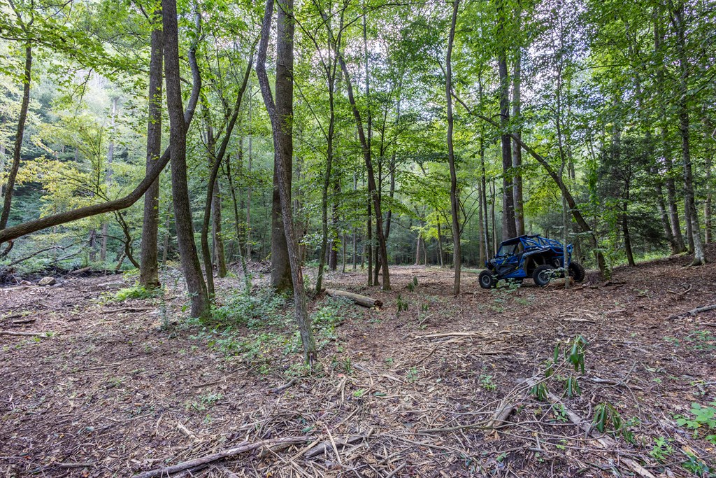 23.59-ac Chestnut Flts Road Andrews, NC 28901 - Photo 22 of 44 a backyard of a house with lots of green space
