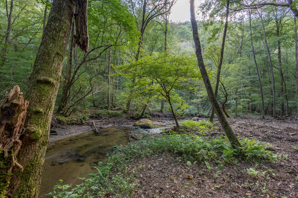 23.59-ac Chestnut Flts Road Andrews, NC 28901 - Photo 23 of 44 a backyard of a house with lots of green space