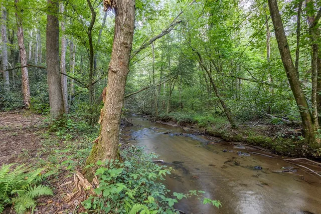a view of a forest with trees