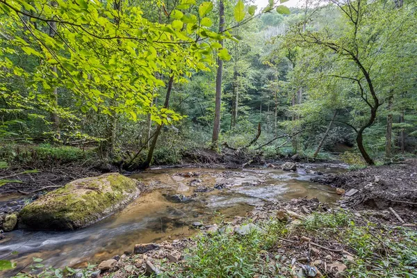 a view of a forest with trees in the background