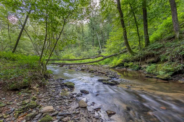 a view of a forest with trees