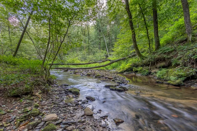 a view of a forest with trees