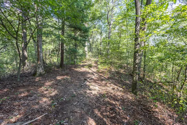 a view of a forest with trees in the background