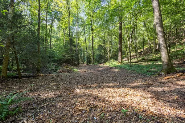 a view of a forest with trees in the background