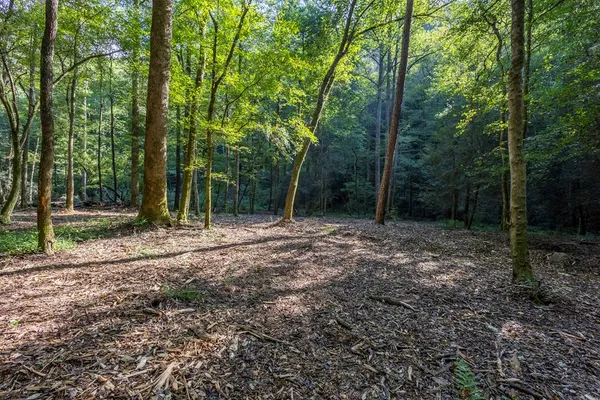 a view of outdoor space with trees