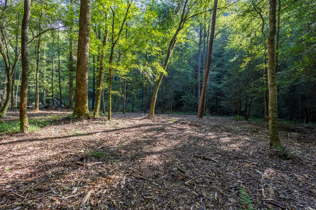 23.59-ac Chestnut Flts Road Andrews, NC 28901 - Photo 33 of 44 a view of outdoor space with trees