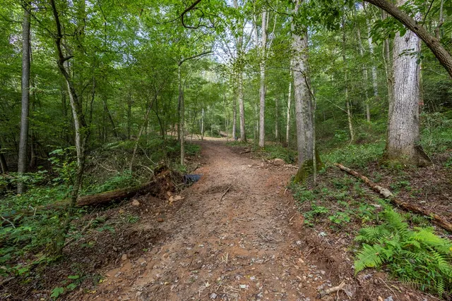 a view of a forest with trees in the background