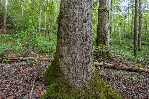 a view of a garden with plants