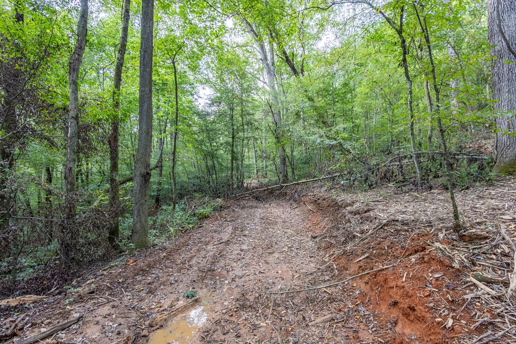 23.59-ac Chestnut Flts Road Andrews, NC 28901 - Photo 37 of 44 a view of a forest with trees