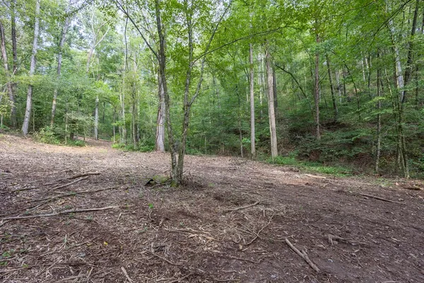 a view of a yard with a tree