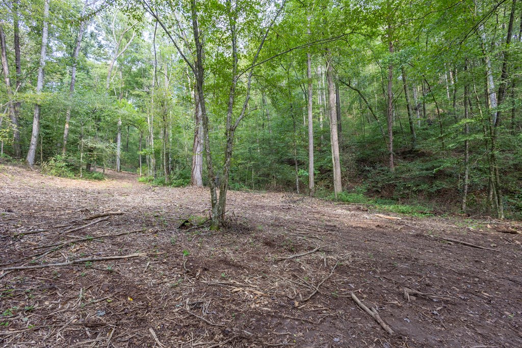 23.59-ac Chestnut Flts Road Andrews, NC 28901 - Photo 38 of 44 a view of a yard with a tree