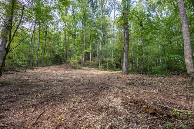 a view of a forest with trees in the background
