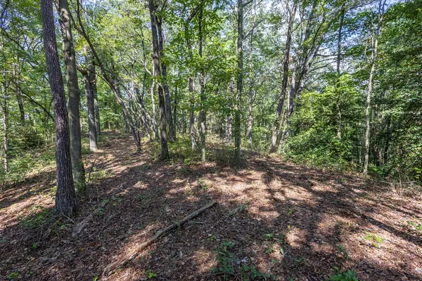 a view of a forest with trees in the background