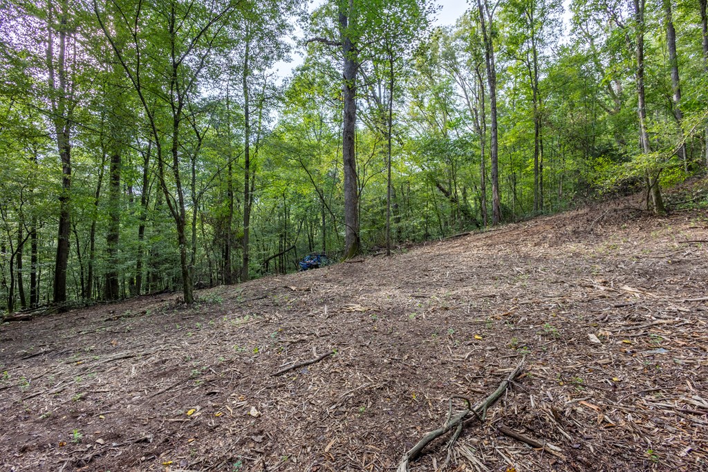 23.59-ac Chestnut Flts Road Andrews, NC 28901 - Photo 41 of 44 a big yard with lots of green space and deers