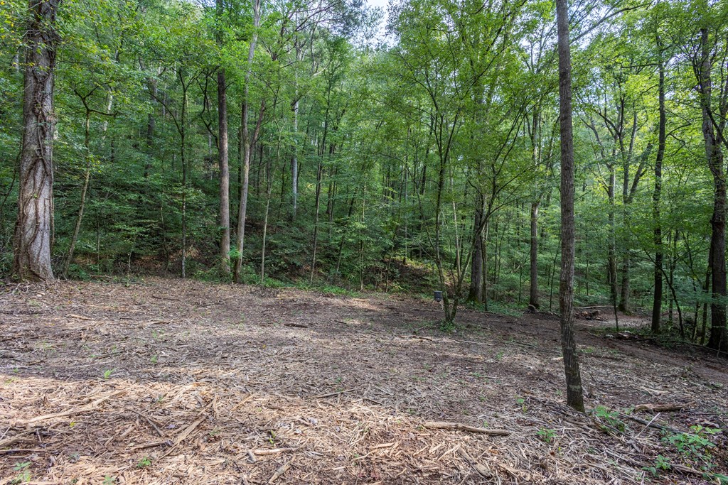 23.59-ac Chestnut Flts Road Andrews, NC 28901 - Photo 43 of 44 a view of a forest with trees in the background