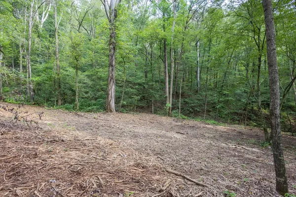 a view of a forest with trees in the background