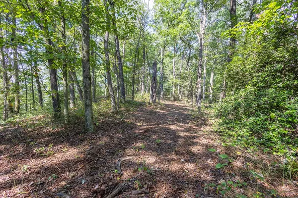 a view of outdoor space and tree