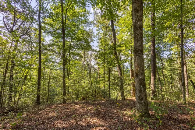 a view of outdoor space and green space