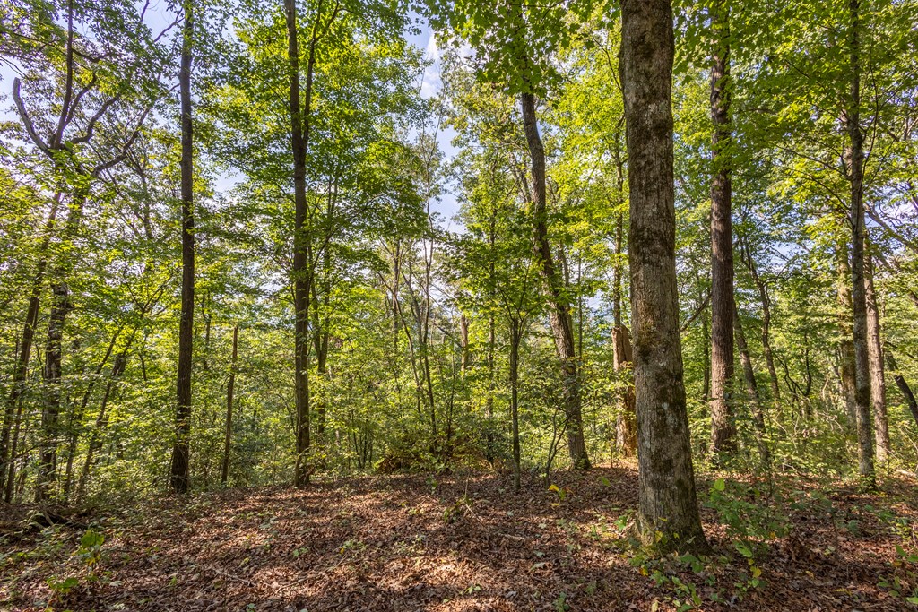 23.59-ac Chestnut Flts Road Andrews, NC 28901 - Photo 6 of 44 a view of outdoor space and green space