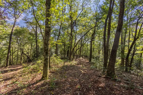 a big yard with lots of green space and trees
