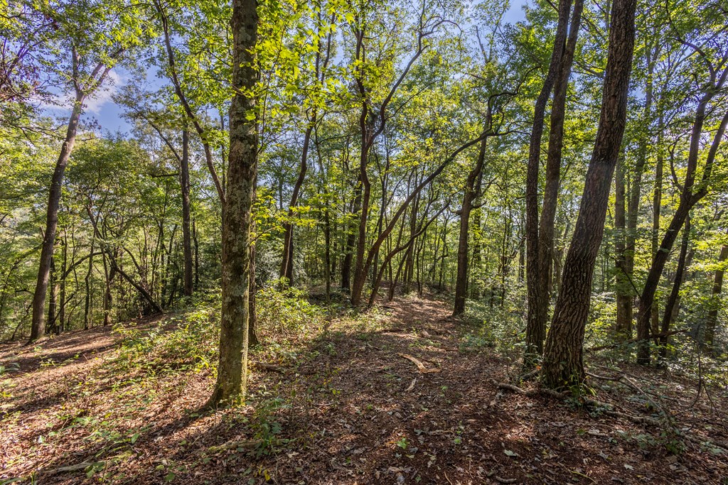23.59-ac Chestnut Flts Road Andrews, NC 28901 - Photo 8 of 44 a big yard with lots of green space and trees