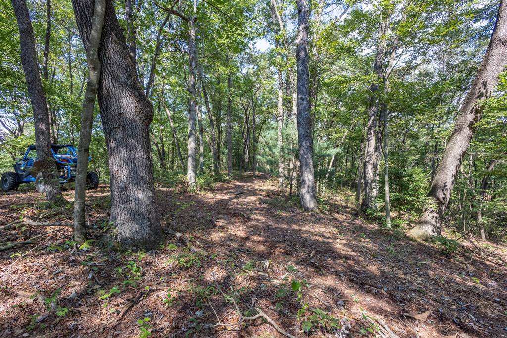 23.59-ac Chestnut Flts Road Andrews, NC 28901 - Photo 9 of 44 a view of outdoor space and tree