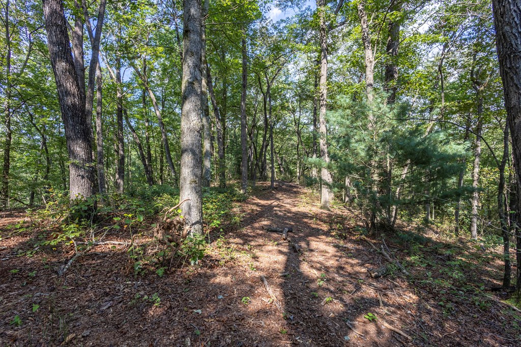23.59-ac Chestnut Flts Road Andrews, NC 28901 - Photo 10 of 44 a view of outdoor space and green space