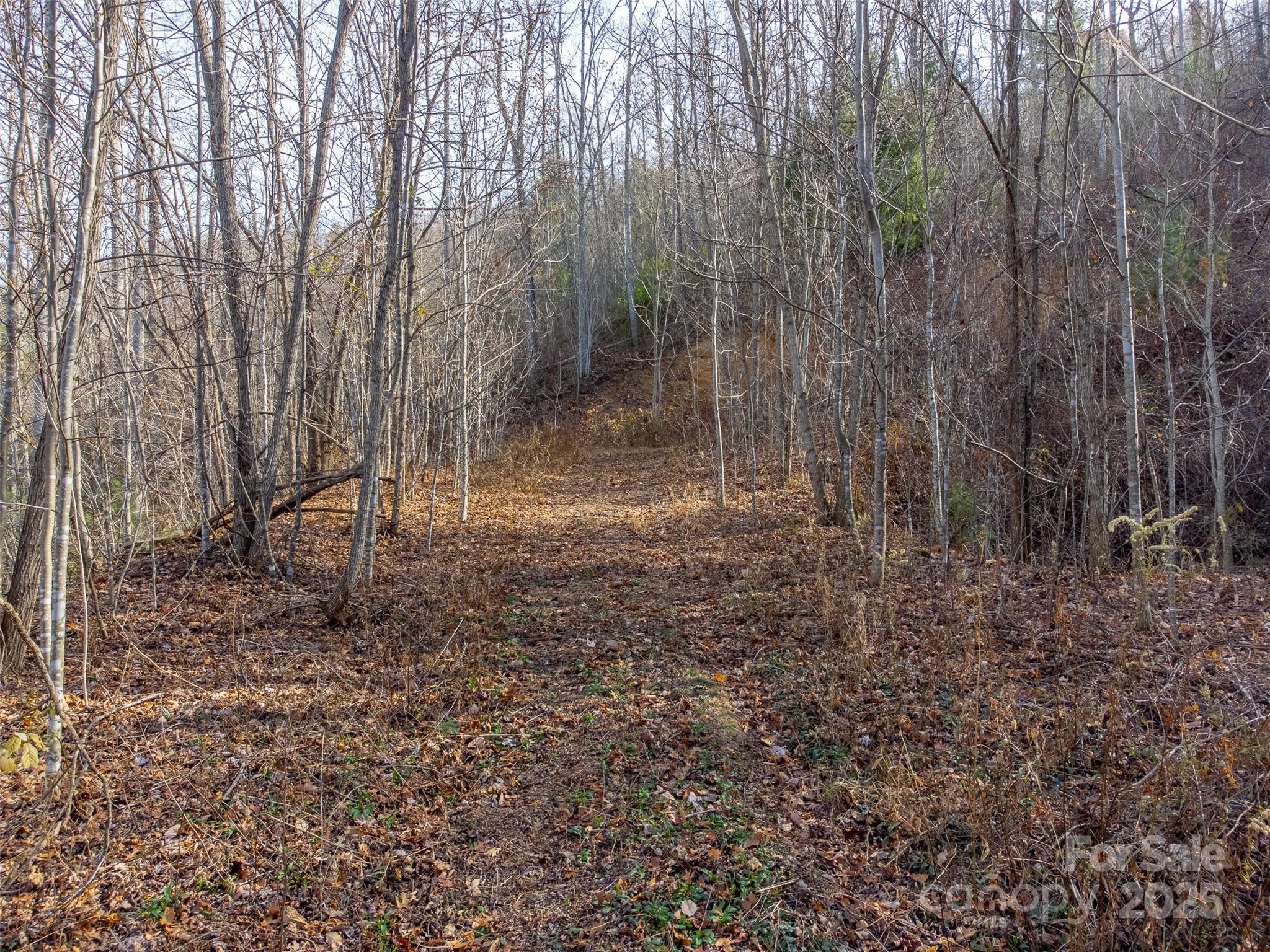 0 Garnet Road Sylva, NC 28779 - Photo 14 of 46 a view of a forest with trees in the background