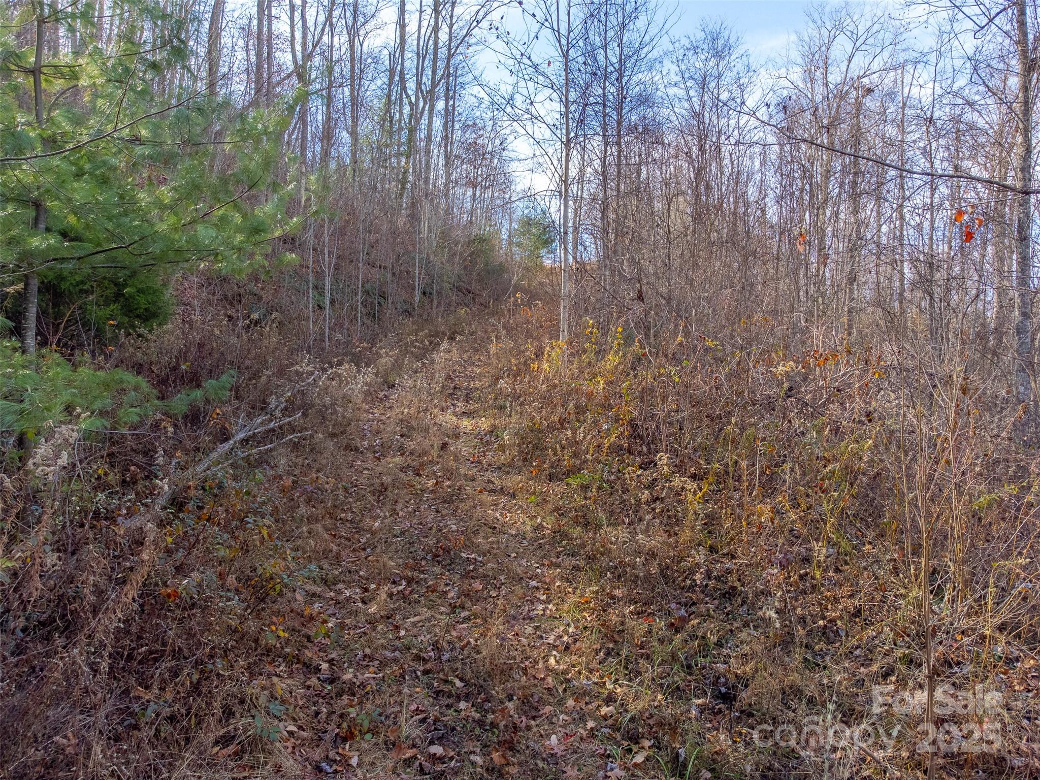 0 Garnet Road Sylva, NC 28779 - Photo 20 of 46 a view of a yard with large trees